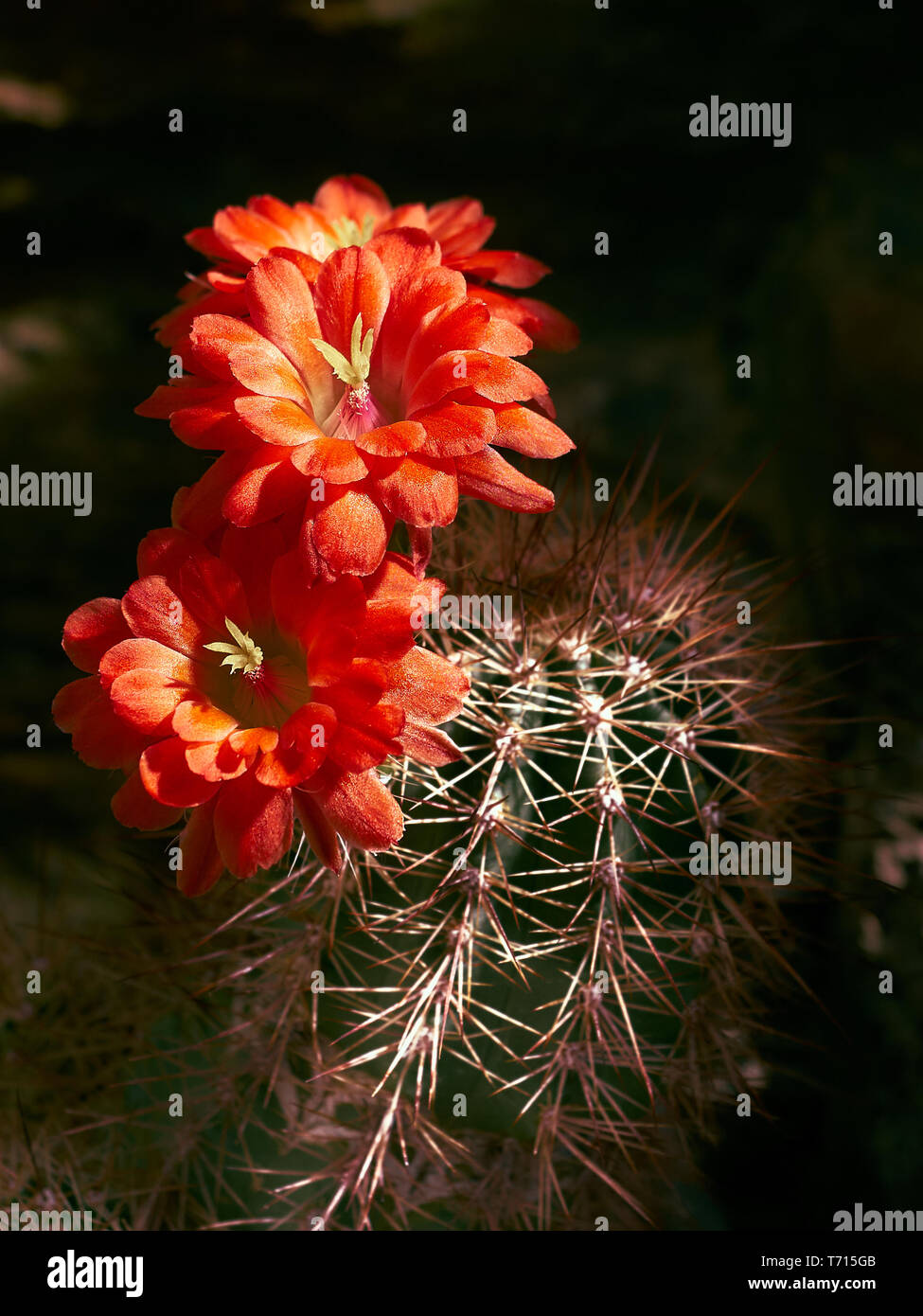 Cactus flower red Stock Photo