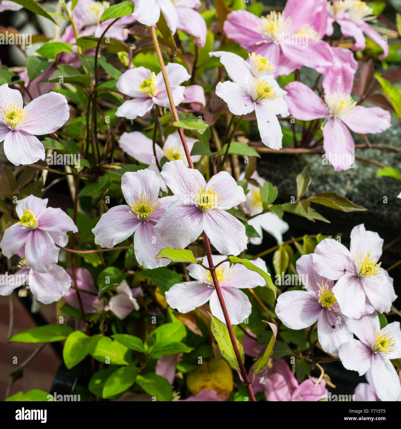 A shot of some blooms of a clematis montana plant. Stock Photo