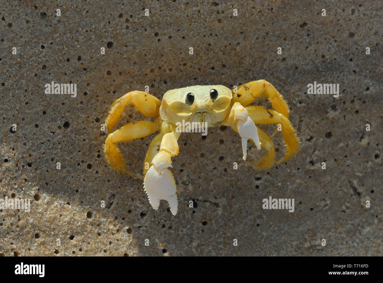 Funny crab hi-res stock photography and images - Alamy