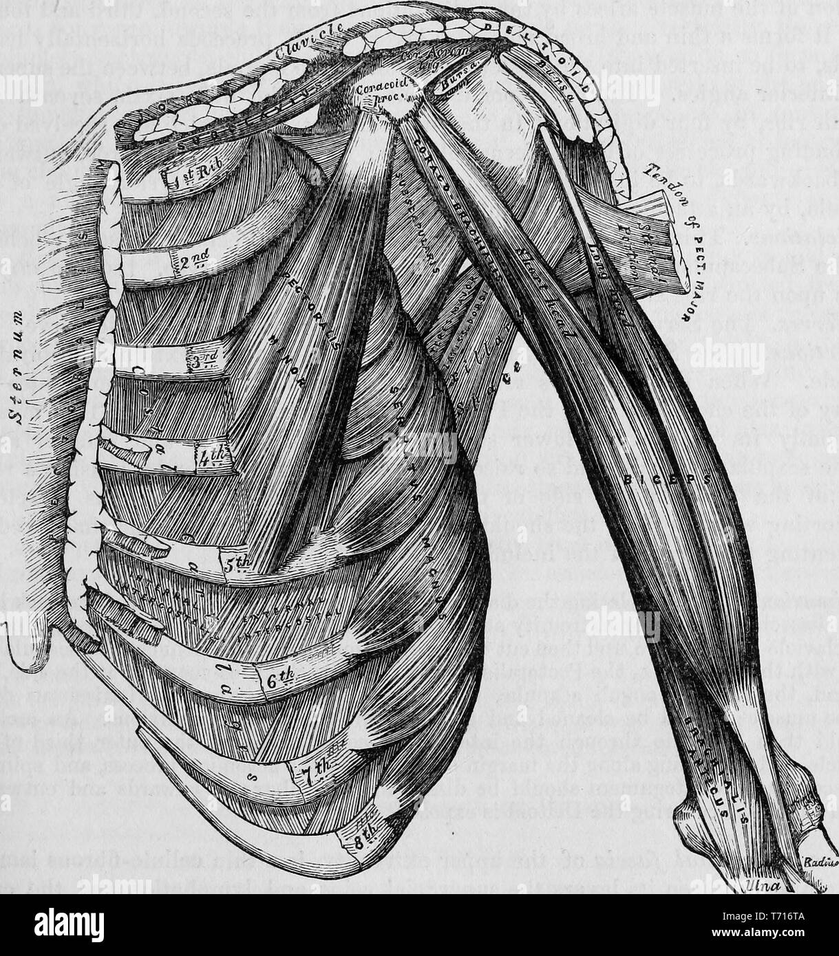 Anatomy illustration of the anterior Thoracic bones and muscles, from the book 'Anatomy, descriptive and surgical' by Henry Gray, Henry Vandyke Carter, and John Guise Westmacott, 1860. Courtesy Internet Archive. () Stock Photo