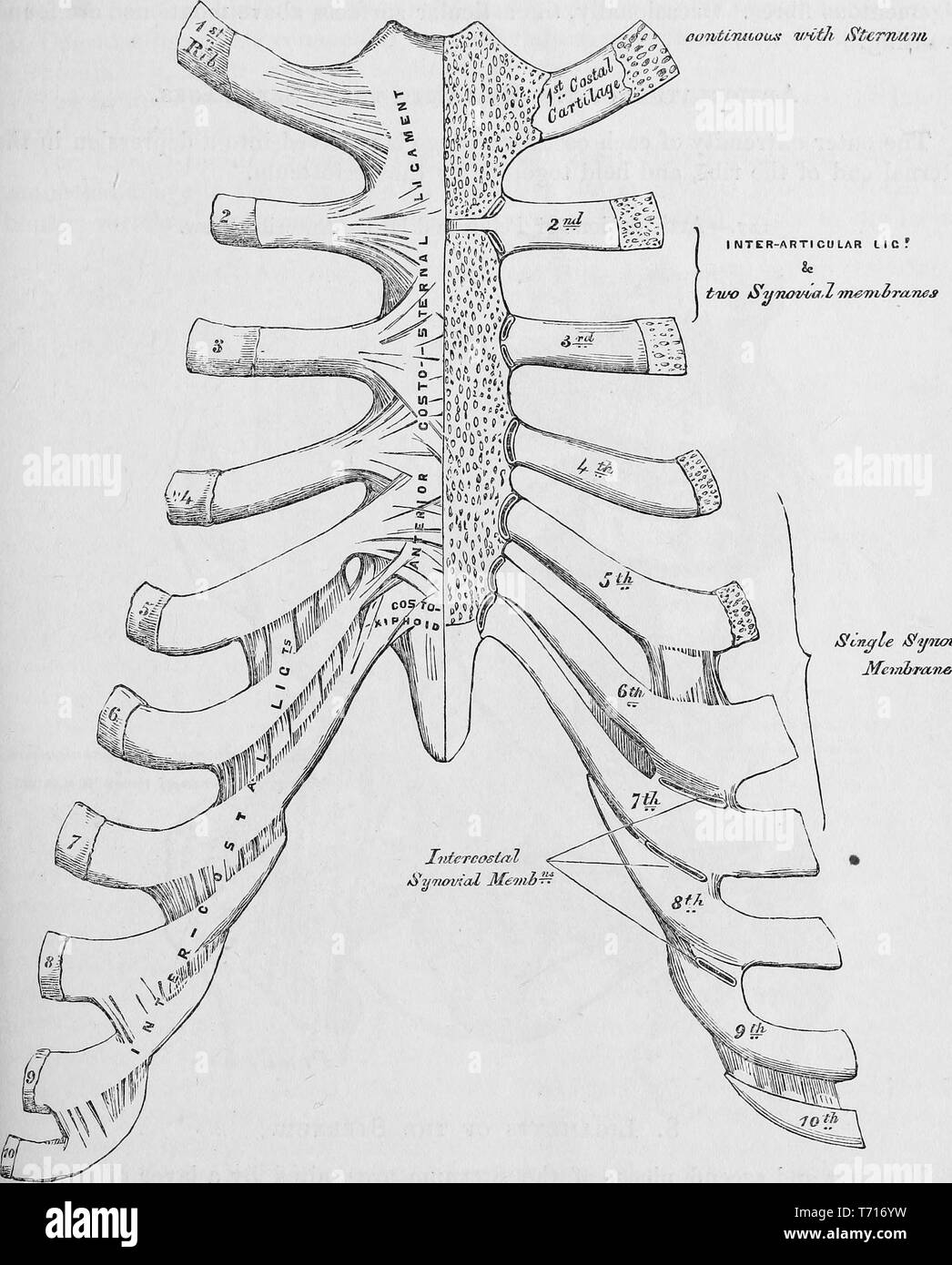 Illustrated anterior view of sternocostal and interchondral articulations (joints), from the book 'Anatomy, descriptive and surgical' by Henry Gray, Henry Vandyke Carter, and John Guise Westmacott, 1860. Courtesy Internet Archive. () Stock Photo