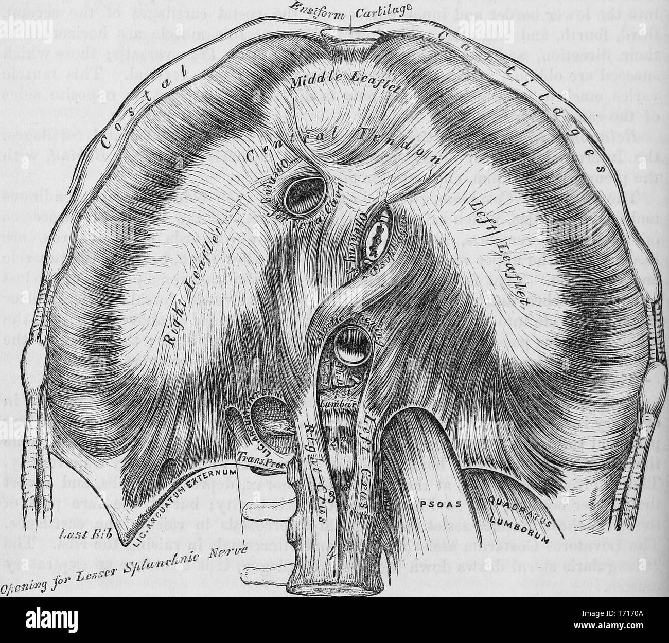 Anatomy illustration of the diaphragm, from the book 'Anatomy, descriptive and surgical' by Henry Gray, Henry Vandyke Carter, and John Guise Westmacott, 1860. Courtesy Internet Archive. () Stock Photo