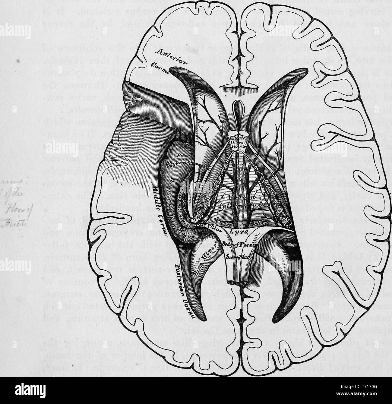Illustration of the brain section anatomy, from the book 'Anatomy, descriptive and surgical' by Henry Gray, Henry Vandyke Carter, and John Guise Westmacott, 1860. Courtesy Internet Archive. () Stock Photo