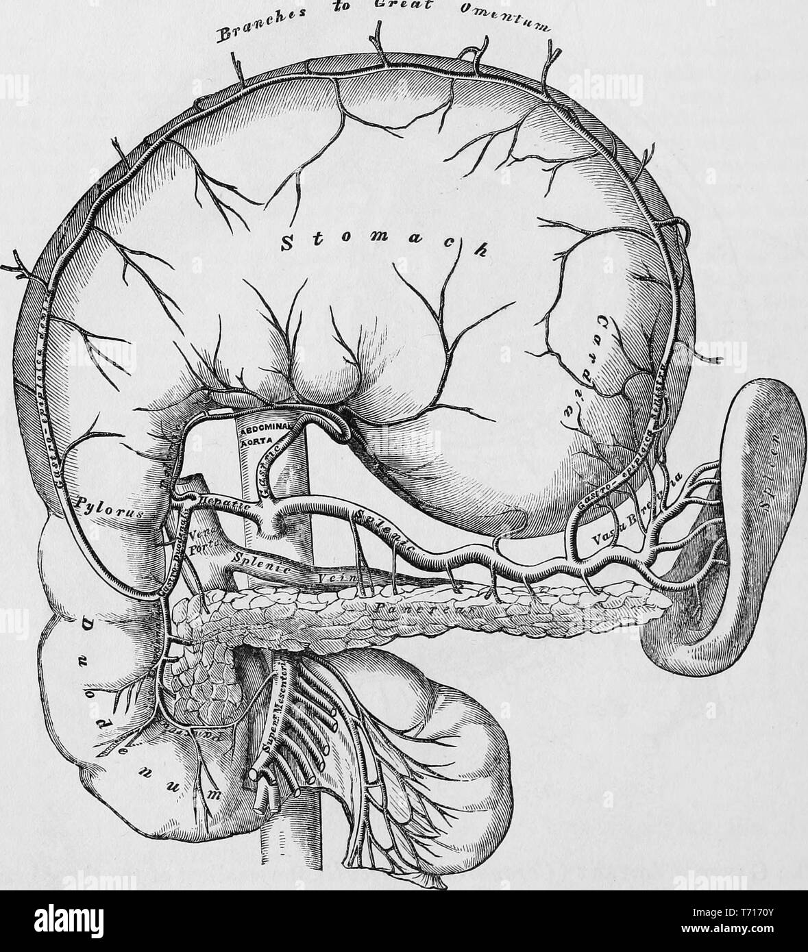 Anatomy illustration of the human stomach, from the book 'Anatomy, descriptive and surgical' by Henry Gray, Henry Vandyke Carter, and John Guise Westmacott, 1860. Courtesy Internet Archive. () Stock Photo