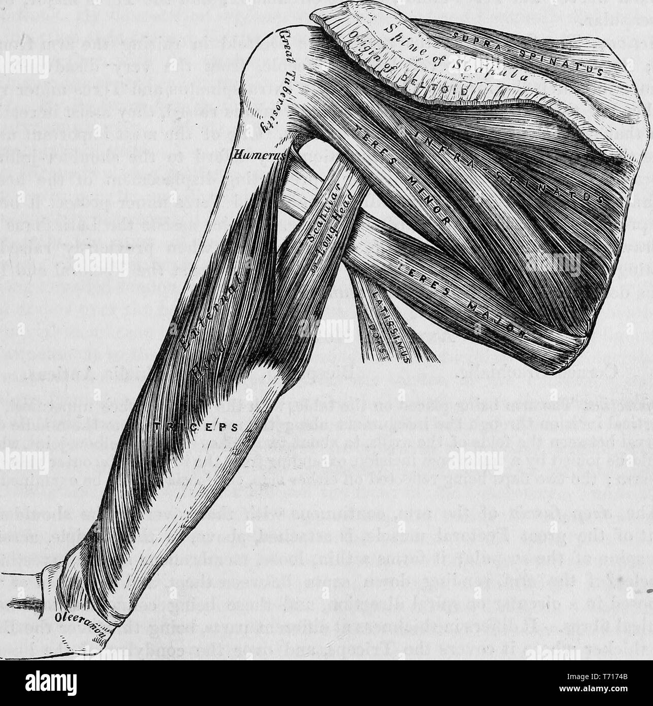 Illustrated rear view of male human shoulder muscles, from the book 'Anatomy, descriptive and surgical' by Henry Gray, Henry Vandyke Carter, and John Guise Westmacott, 1860. Courtesy Internet Archive. () Stock Photo