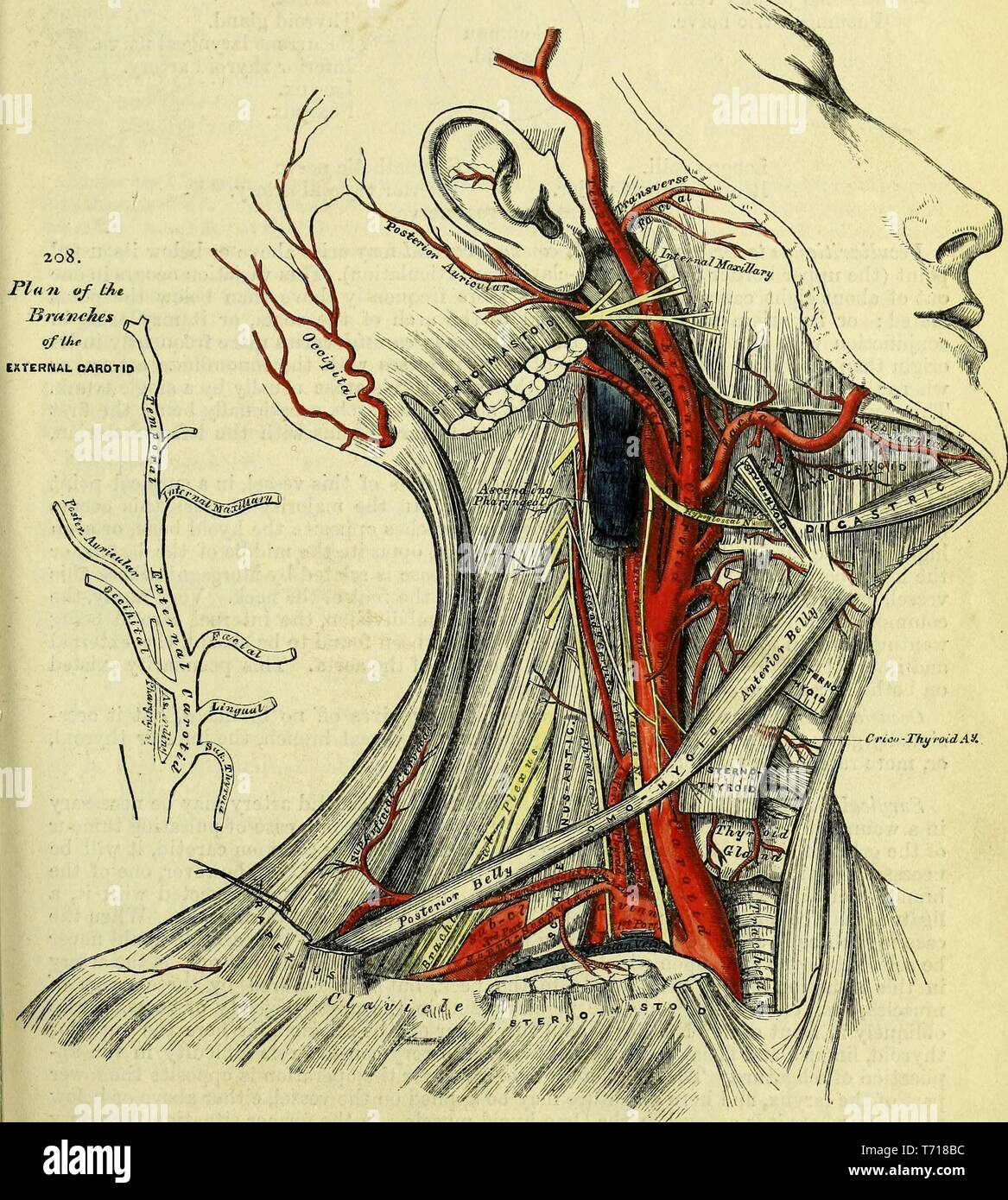 Anatomy illustration of the external carotid arteries of the neck, from the book 'Anatomy, descriptive and surgical' by Henry Gray, Henry Vandyke Carter, and John Guise Westmacott, 1860. Courtesy Internet Archive. () Stock Photo