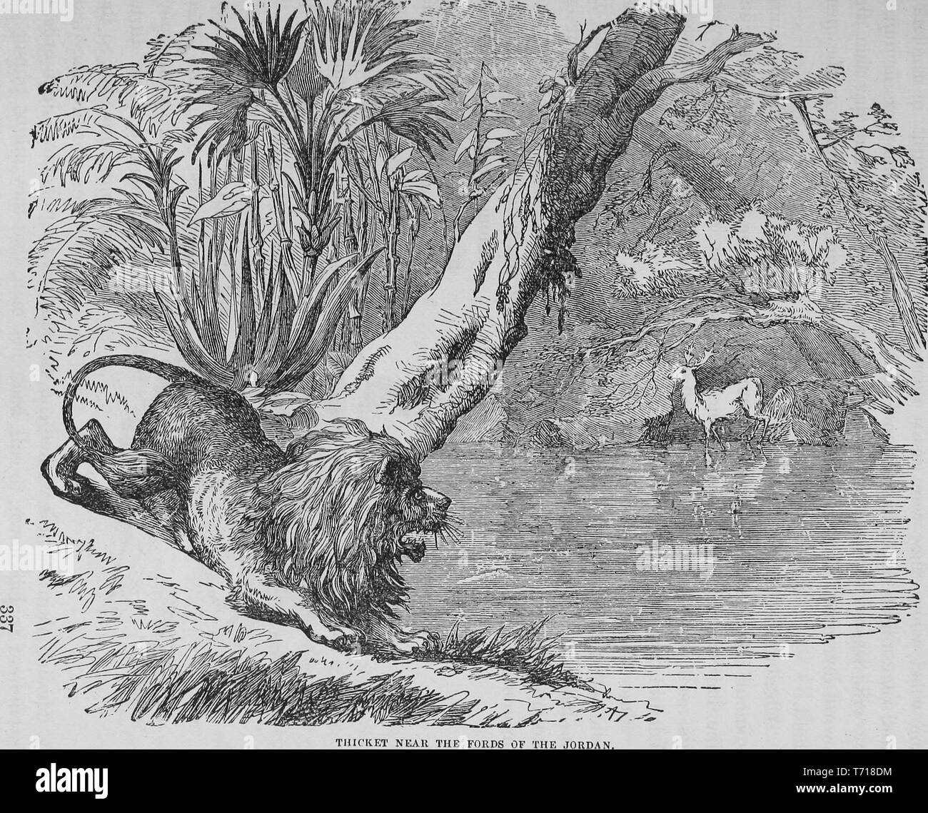 Engraving of a lion stalking a deer on the banks of the Jordan River, from the book 'The Pictorial Bible and commentator' by Ingram Cobbin, Daniel March, Linus Pierpont Brockett, and Hesba Stretton, 1878. Courtesy Internet Archive. () Stock Photo
