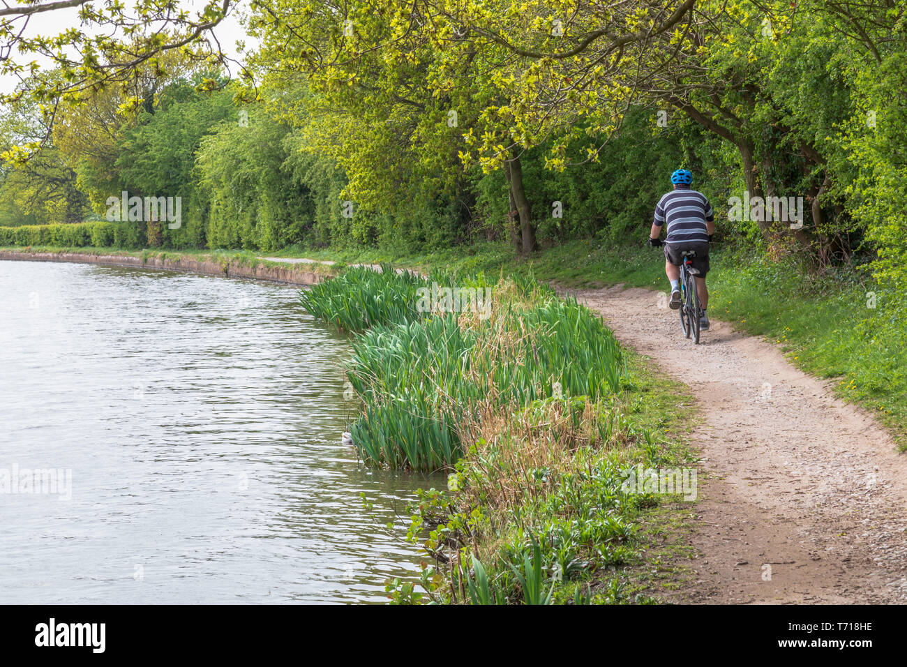 Man cycling on a towpath on the Macclesfield Canal. The cyclist is middle aged and male.  He is overweight Stock Photo