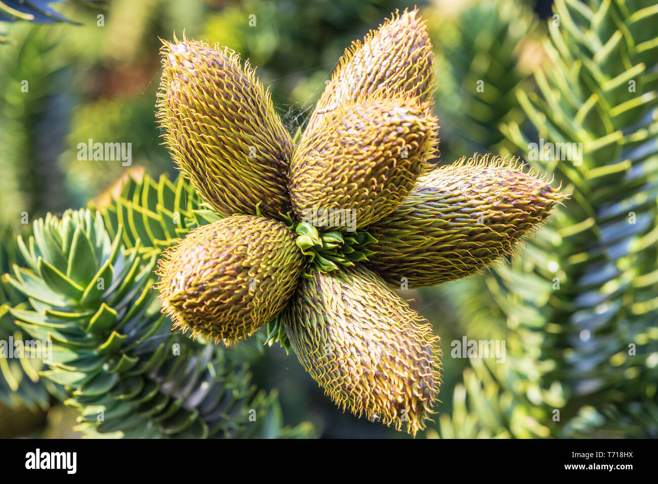 Araucaria Araucana - Monkey Puzzle tree.  A group of three male fruits.  This is the so called fossil tree. Stock Photo