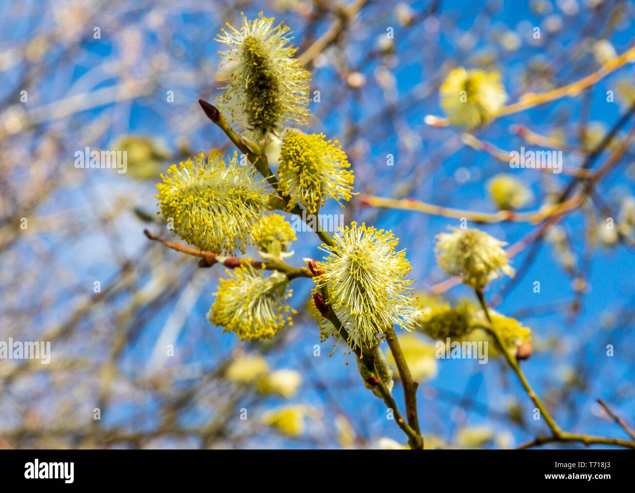 Yello pussy willow with pollen covered stamens on a Salix - willow tree in springtime. Stock Photo