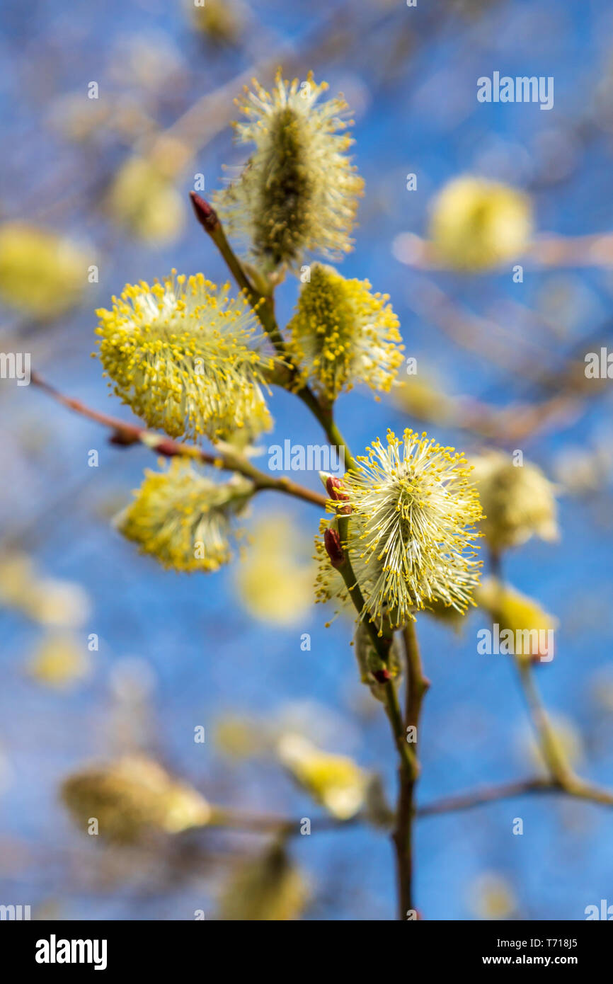 Yello pussy willow with pollen covered stamens on a Salix - willow tree in springtime. Stock Photo