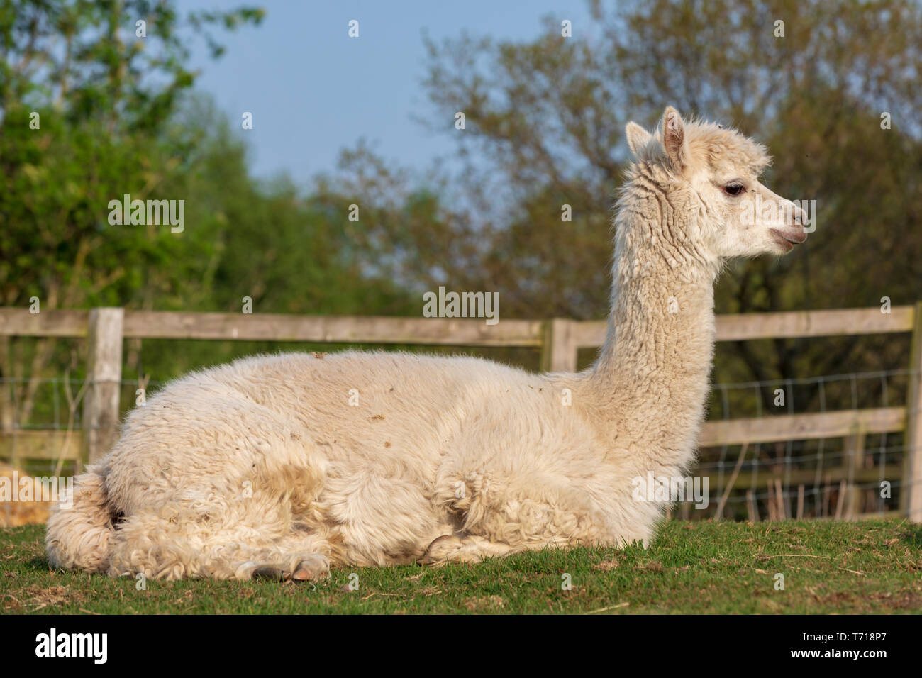 White female alpaca portrait.  She is cushed or lying down Stock Photo