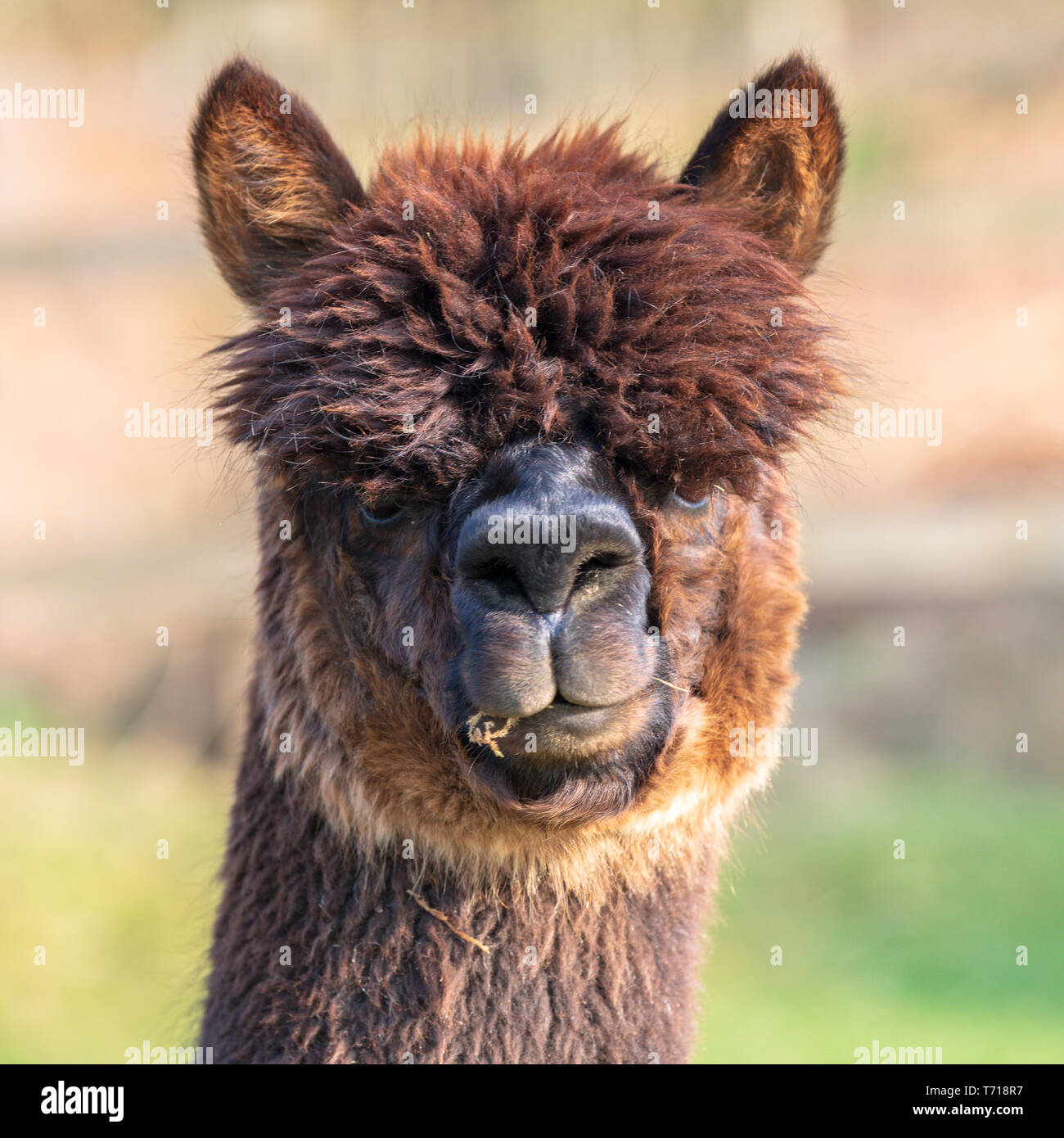 Alpaca face - camelid Stock Photo