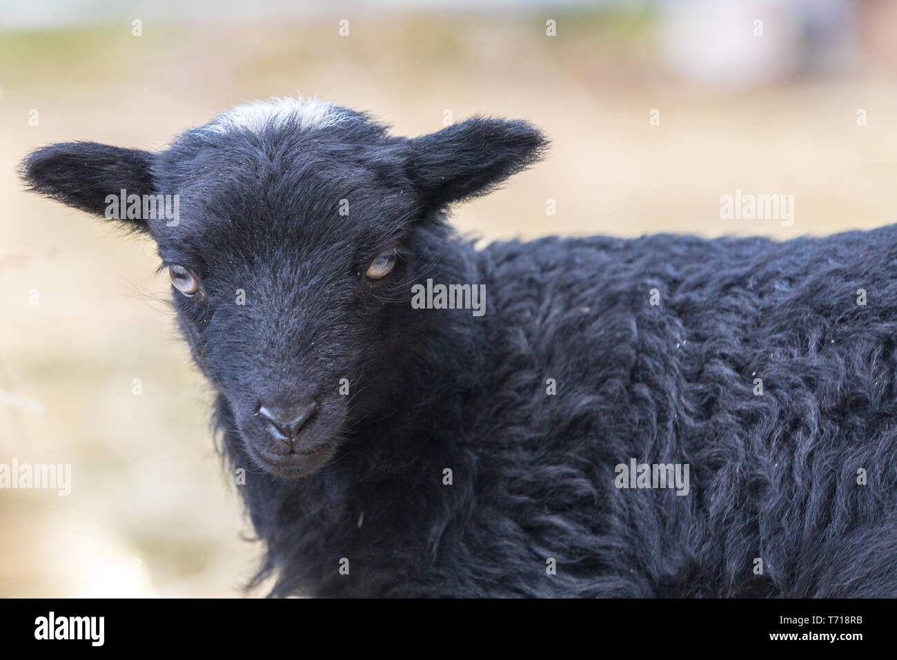 Ouessant lamb - week old black lamb Stock Photo
