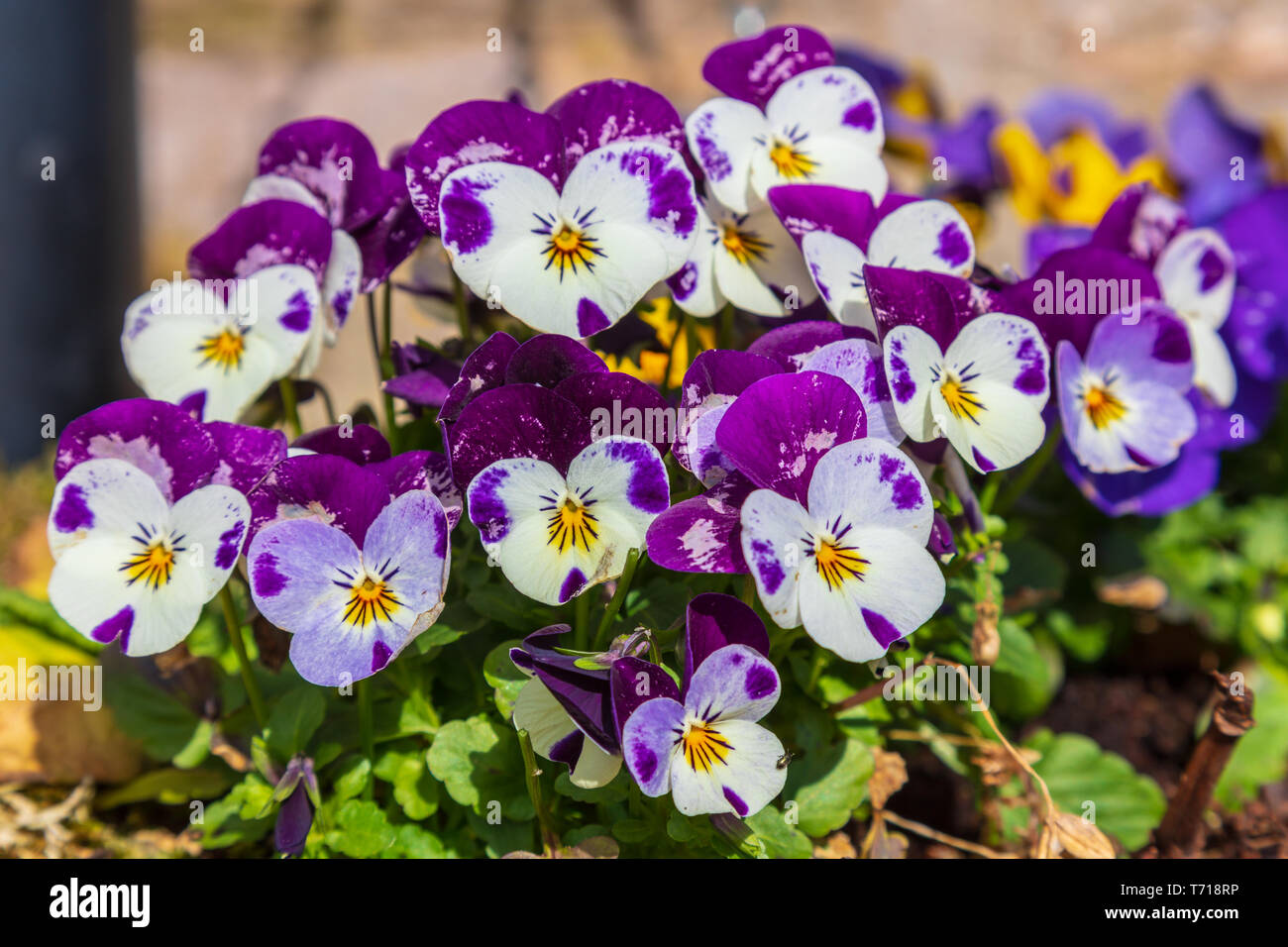 Pansies or viola flowers Stock Photo