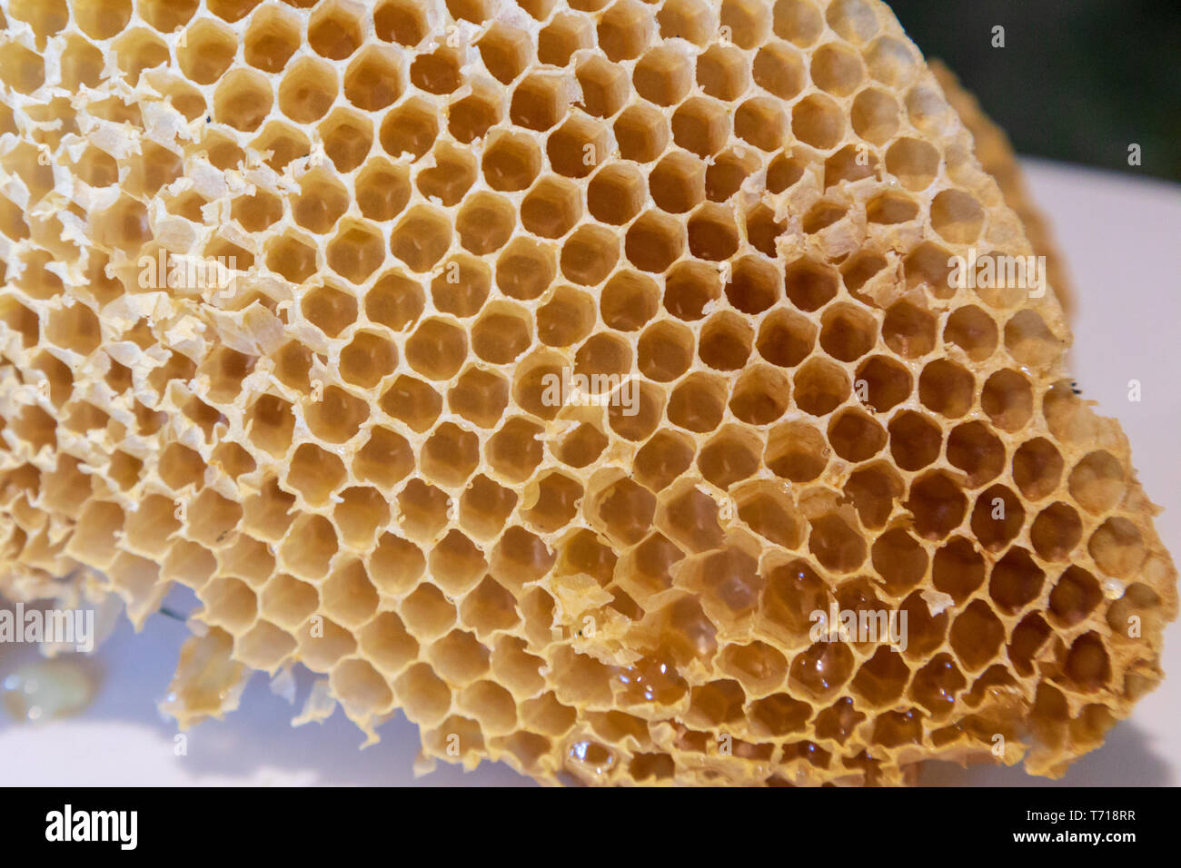 Honeycomb containing nectar and bees eggs Stock Photo