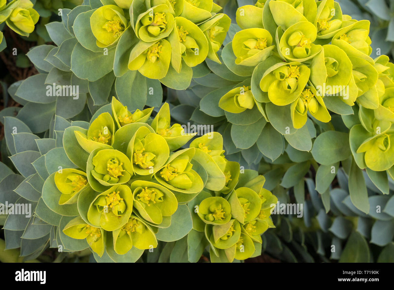 Closeup of green flowers and leaves of myrtle spurge, (Euphorbia Myrsinites), AKA blue spurge, broad-leaved glaucous spurge, or donkey tail spurge. Stock Photo