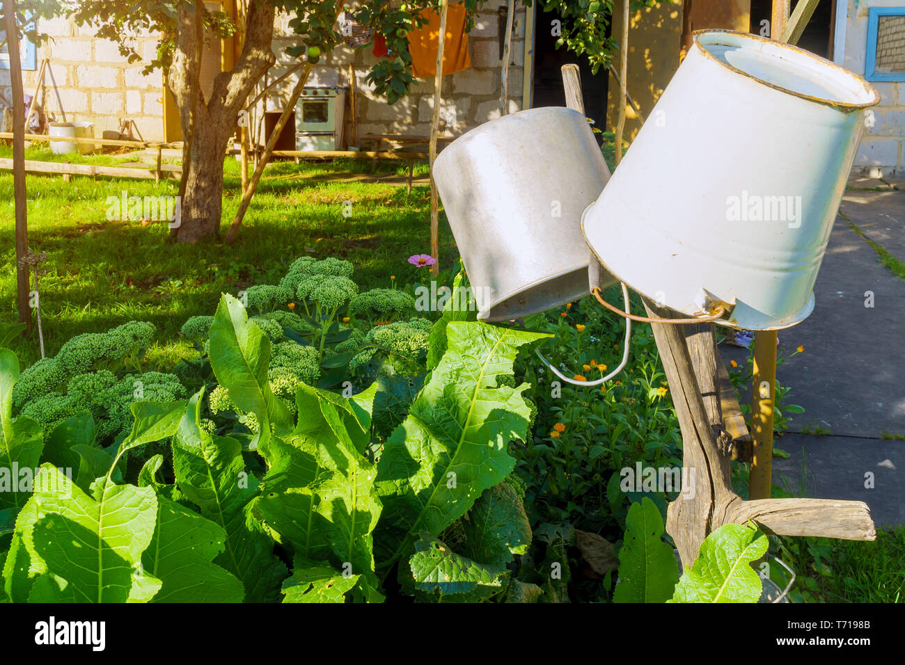 Two iron buckets hanging upside down on the branch in garden Stock Photo