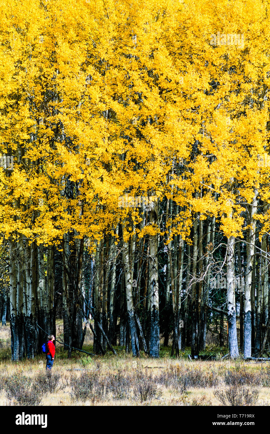 Woman standing at yellow aspen at Hillsdale meadows.  Banff Nationalpark Canada Stock Photo