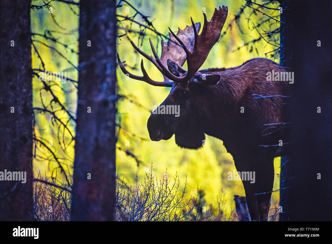A male moose in the Canadian forest Stock Photo