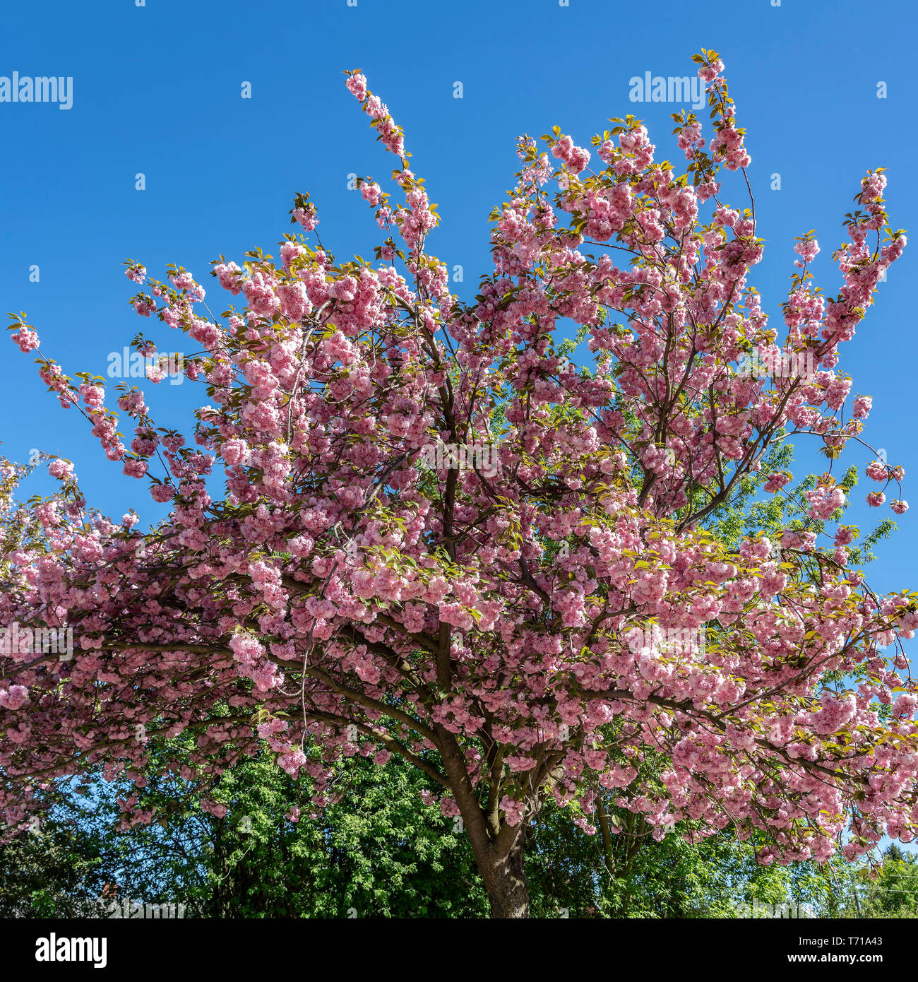 cherry blossom near Bornholmer street in Berlin Stock Photo