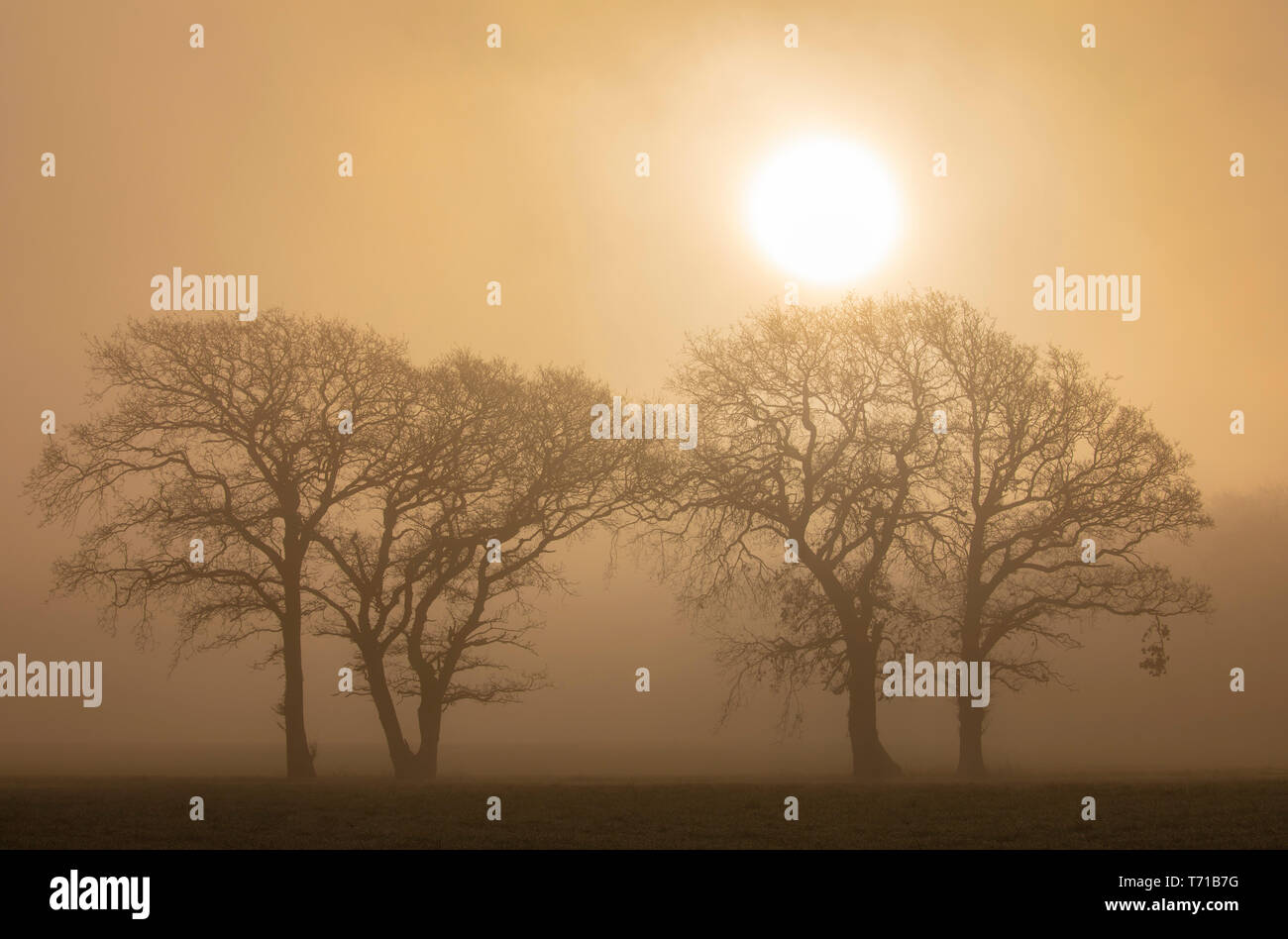 tree silhouettes with sun burning through mist Stock Photo