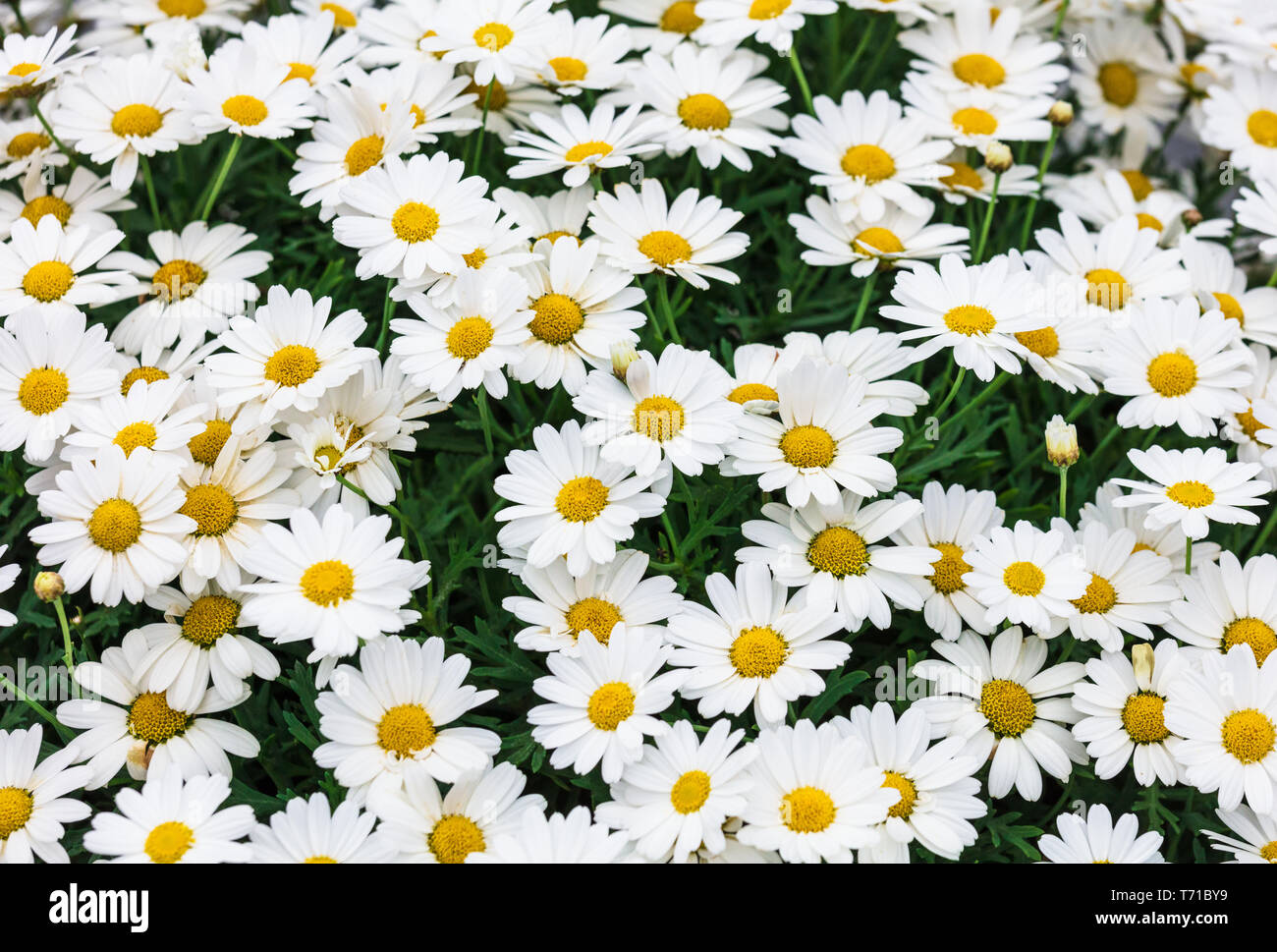 Daisy flower background Stock Photo - Alamy