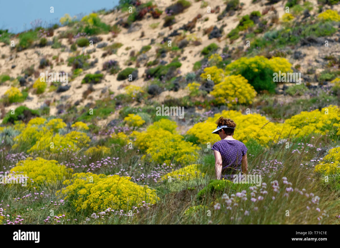 A lady in purple walking among the dunes and beautiful wildflowers on the Rota Vicentina between Praia de Odeceixe-Mar and Praia da Azenha do Mar Stock Photo