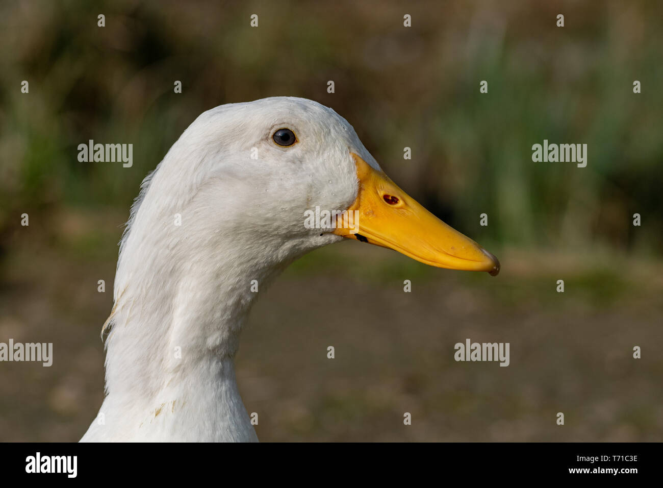 Portrait of a white heavy Pekin Duck Stock Photo