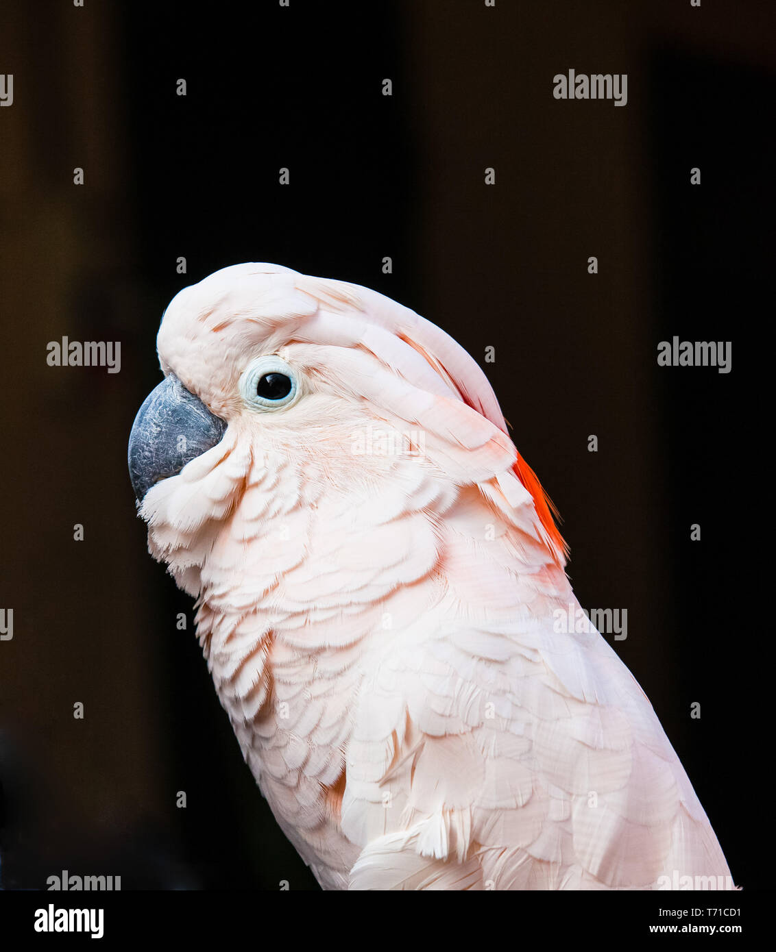 parrot portrait on a black background Stock Photo