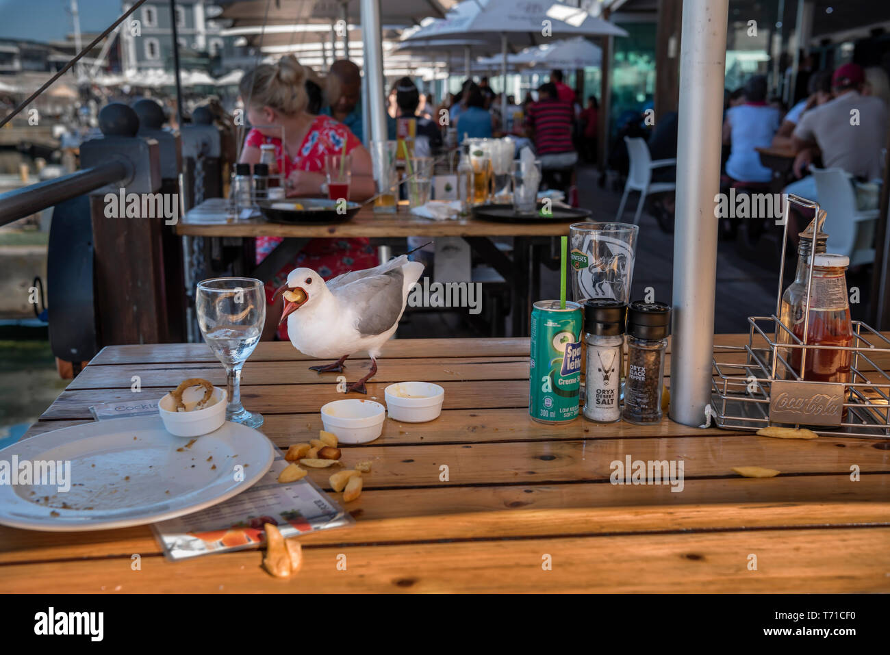 A gull stealing chips from a plate in a busy restaurant Stock Photo