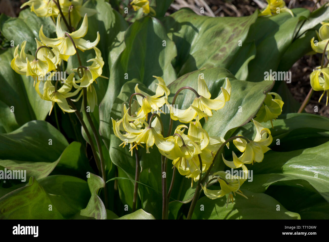 Erythronium 'Pagoda' a yellow flowing spring bulb in the lily family in a shady garden, Berkshire, April Stock Photo