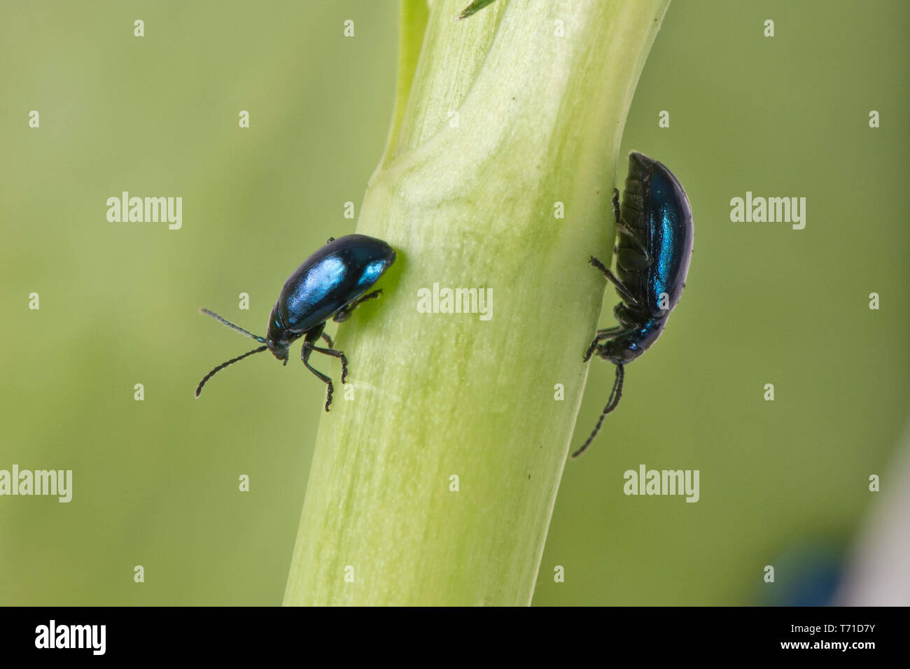 Metallic green flea beetle (Altica sp.) adult gregarious polyphagous jumping insect pests, Berkshire, April Stock Photo