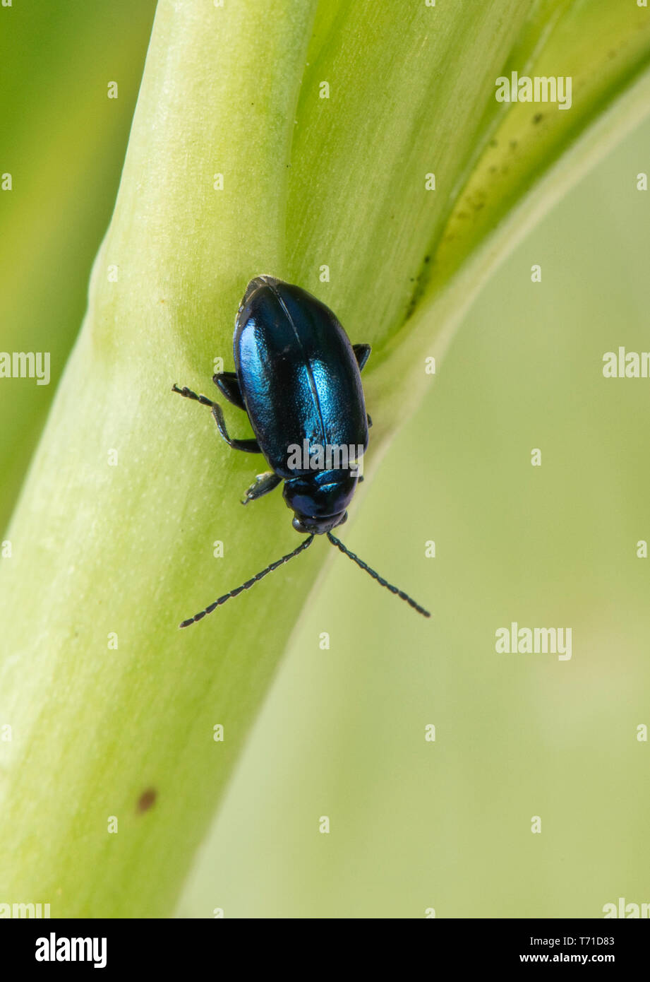 Metallic green flea beetle (Altica sp.) adult gregarious polyphagous jumping insect pests, Berkshire, April Stock Photo