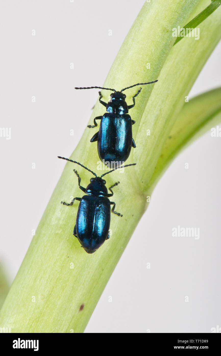 Metallic green flea beetle (Altica sp.) adult gregarious polyphagous jumping insect pests, Berkshire, April Stock Photo