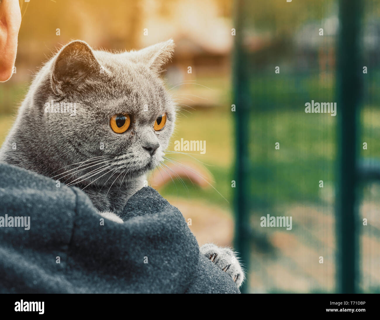 Portrait Of A Gray Cat British Straight Breed In The Arms Of A