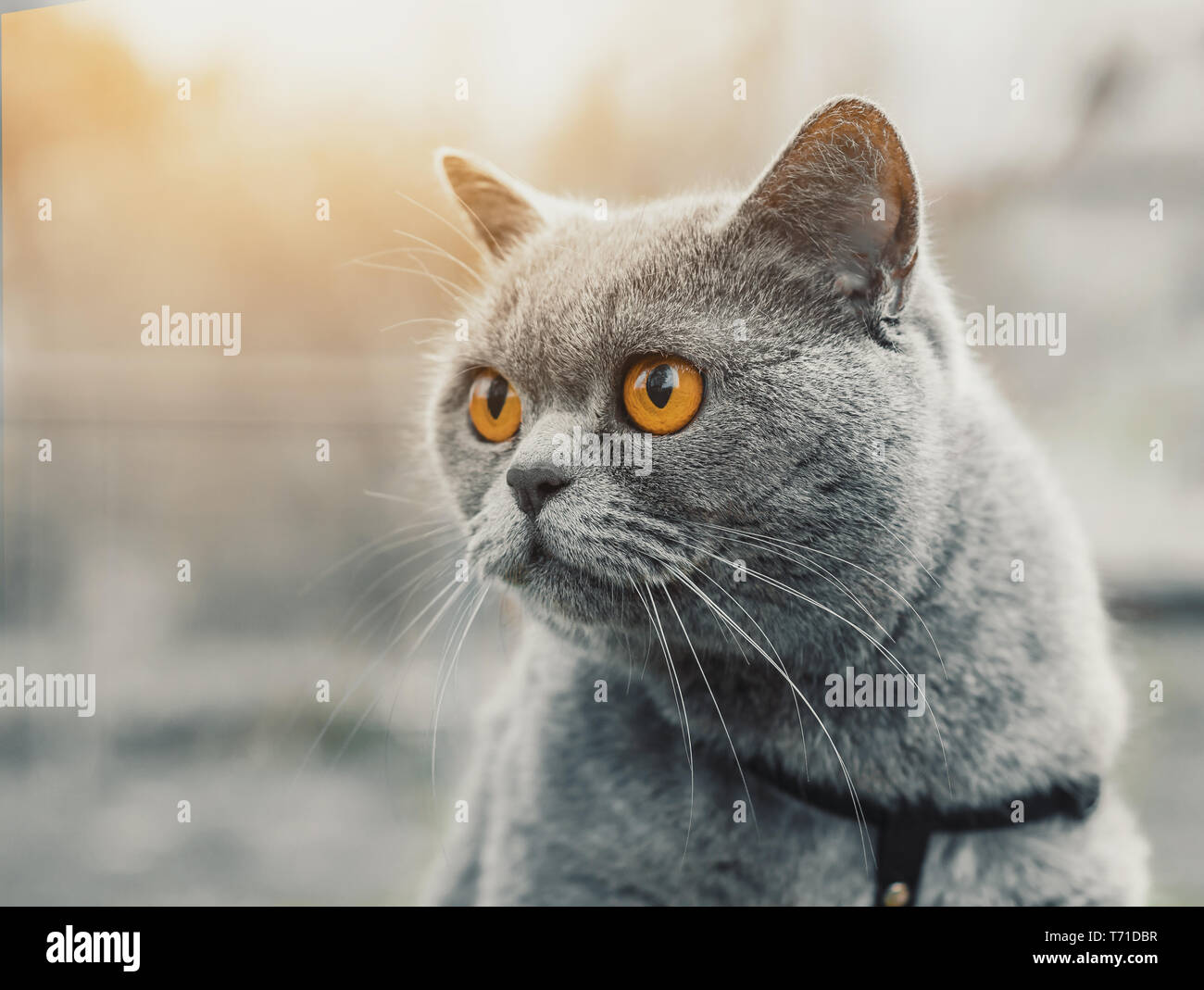 Portrait Of A Gray Cat British Straight Breed Stock Photo