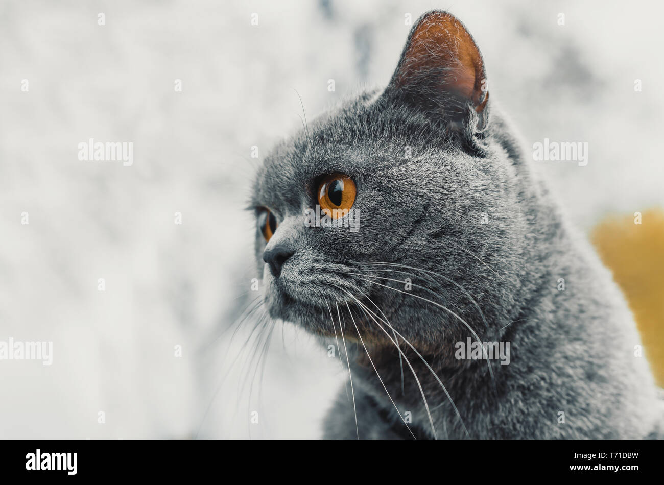 Portrait Of A Gray Cat British Straight Breed Stock Photo