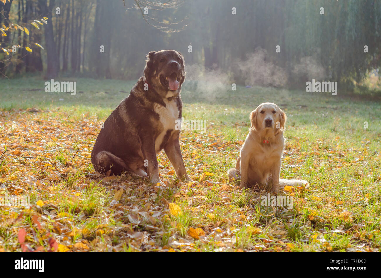 caucasian shepherd lab mix