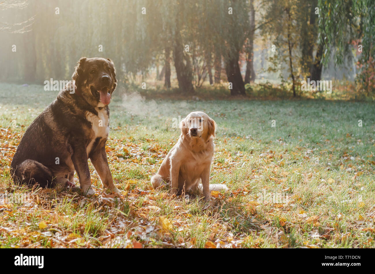 caucasian shepherd lab mix
