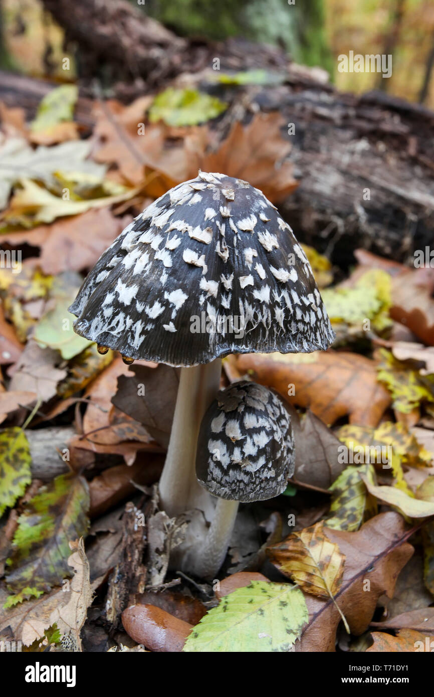 poisonous black spotted mushroom poisonous mushroom, Coprin pasta Stock Photo