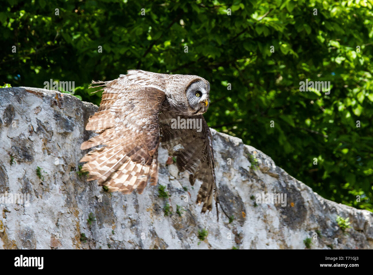 The Western Barn Owl Tyto Alba Is Usually Considered A Subspecies