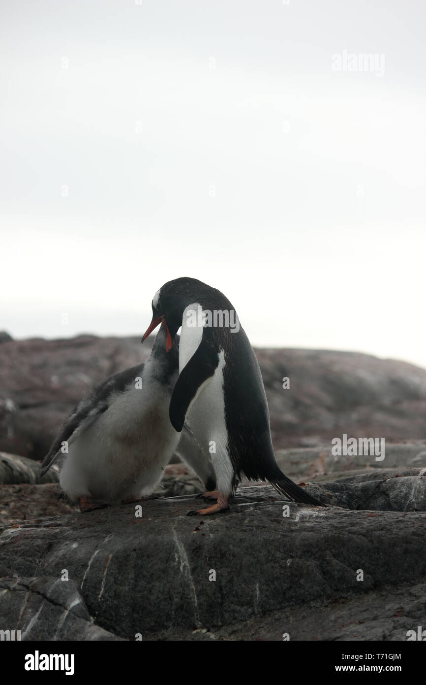 Mother Gentoo Penguin feeding her child Stock Photo