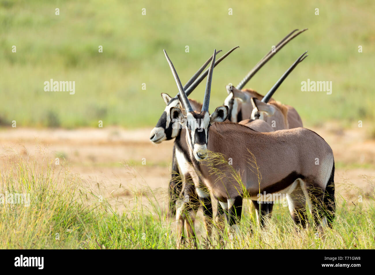 Gemsbok, Oryx gazella in Kalahari Stock Photo