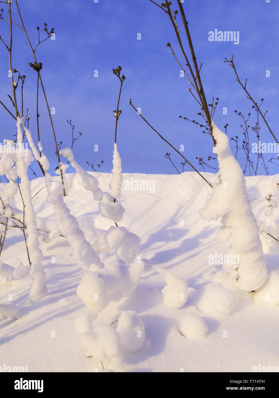 plants in snow Stock Photo - Alamy