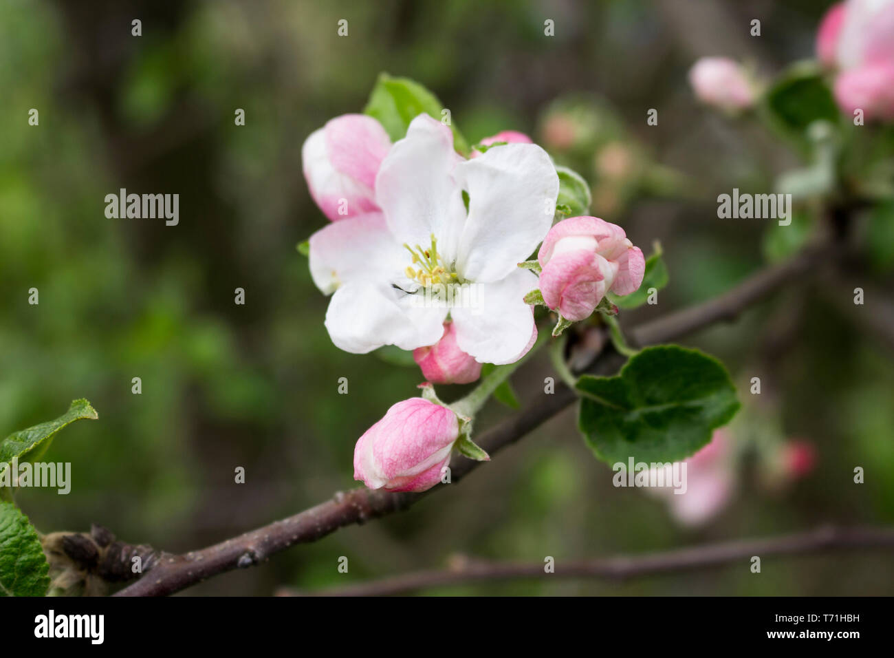 Beautiful spring flower. Apple blossom. Branch of the tree with flowers. Flowering trees. Apple. Garden. Stock Photo