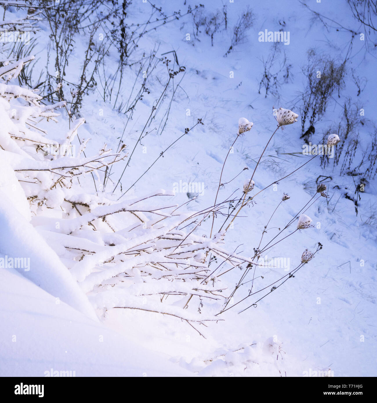 plants in snow Stock Photo Alamy