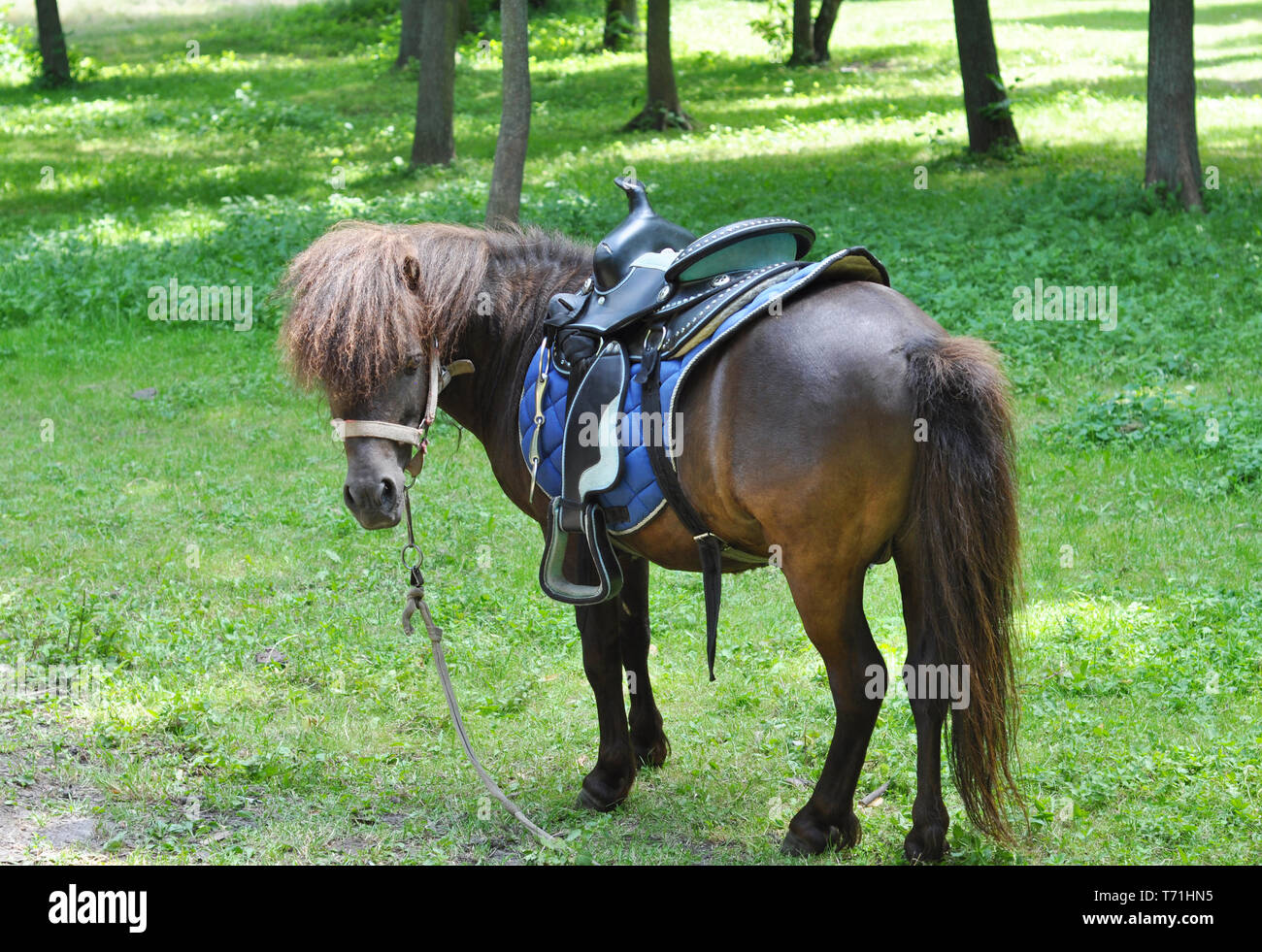 Beautiful pony with funny herd. Pony rides. Pony horse on the farm pasture on a sunny day Stock