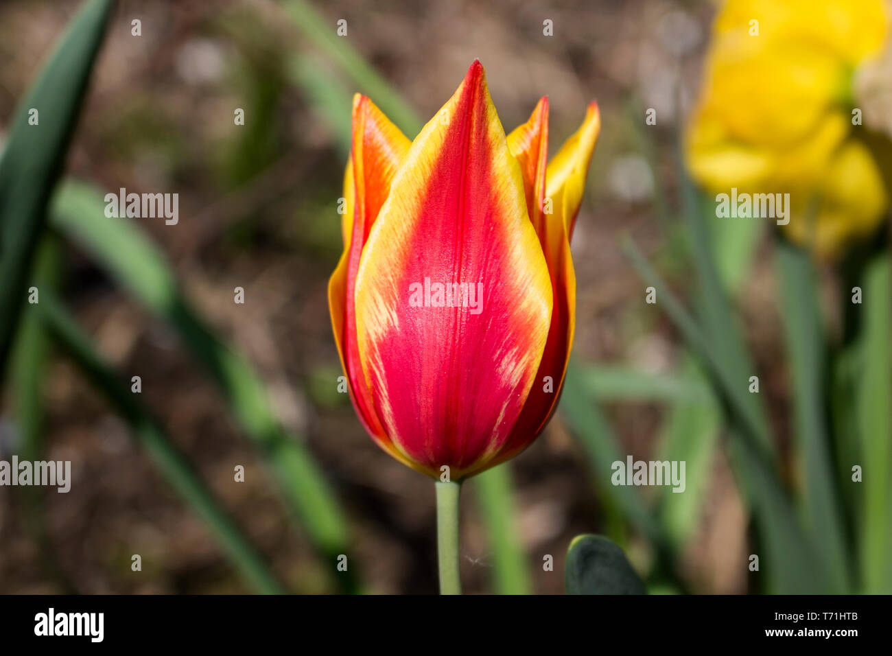 Tulip Fire High Resolution Stock Photography and Images Alamy