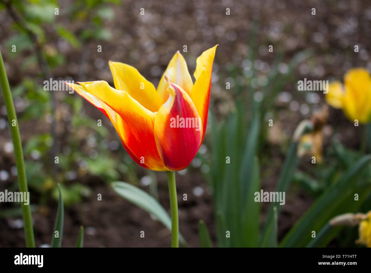 Tulip Fire High Resolution Stock Photography and Images - Alamy